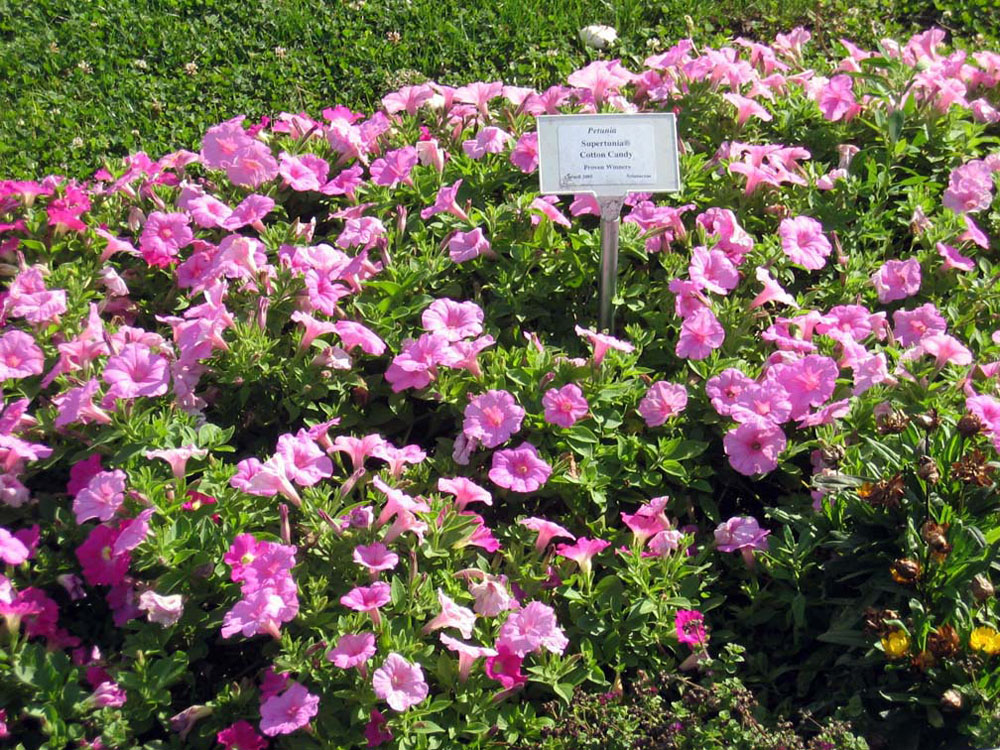 Cornell University Annual Flower Research at Bluegrass Lane